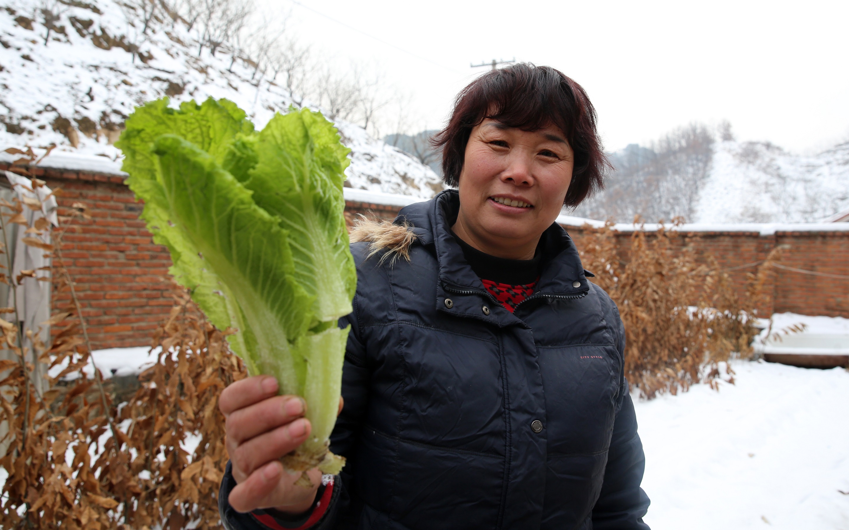 3缺水不长的白菜.JPG